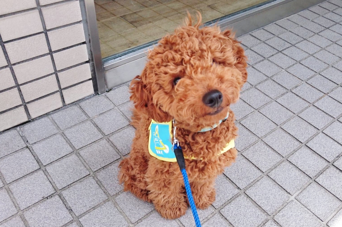 イメージ：一般社団法人Dog for Life Japan