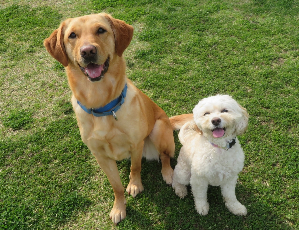 イメージ：介助犬・聴導犬の育成支援