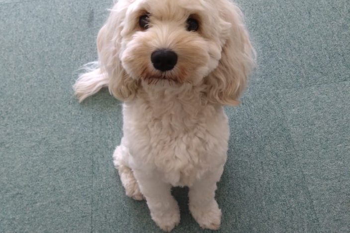 イメージ：新しい仲間