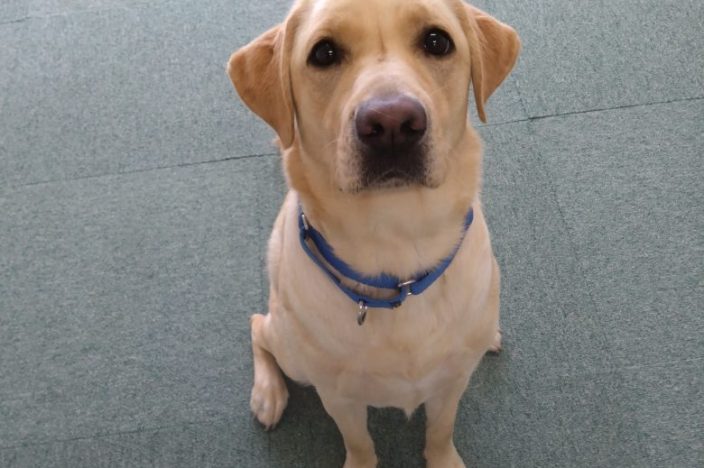 イメージ：新しい仲間