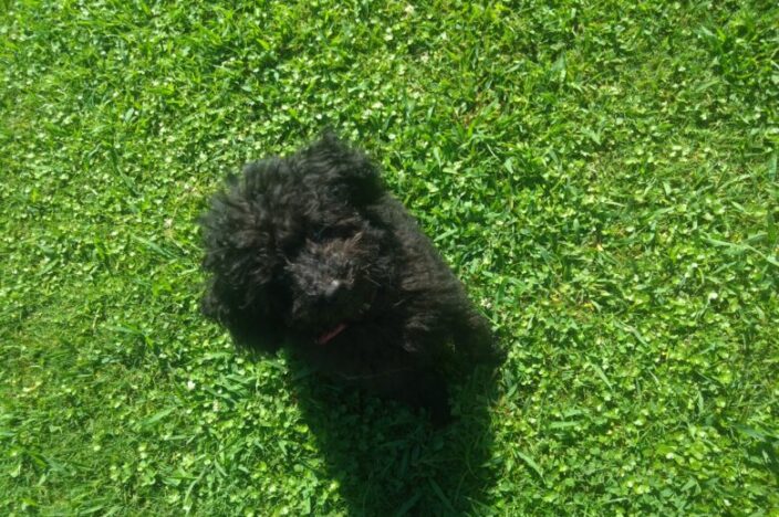 イメージ：新しい仲間